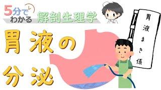 胃液の分泌【5分でわかる解剖生理学】