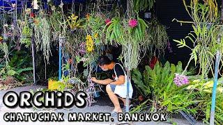 Orchids at Chatuchak Plant Market, Bangkok