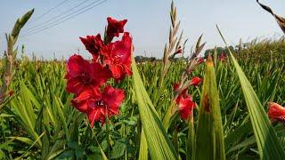 Ranaghat Chapra Valley of Flowers in 4K