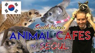 Seoul's Unique Animal Cafes | Meerkat Friends & Blind Alley