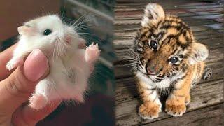 AWW Animals SOO Cute! Cute baby animals Videos Compilation cute moment of the animals #2