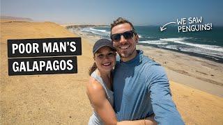 Two days in PARACAS, Peru  The Poor Man's Galapagos!