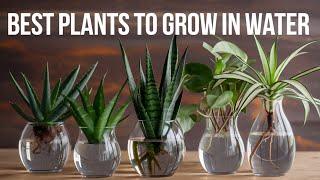 33 Stunning Plants You Can Grow in Just Water – No Soil Needed!