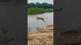 The Stone Drift female crossing the Sand River  #wildafrica #safarilife #safaritour