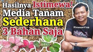 (Eps. 145) Media Tanam Sederhana 3 Bahan untuk Aglaonema | Rimawan Vlog