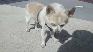Peanut and Snowflake 2 #shorts