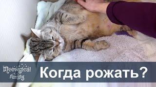  Как понять что кошка скоро будет рожать?