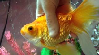 Goldfish with Swimbladder disease and dropsy