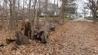 Jan 1, 2024 Walk in "The Woods" The ongoing dying trees