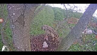 ACCIPITER GENTILIS.GOSHAWK.LIVE NEST CAM.FOOD IN NEST..