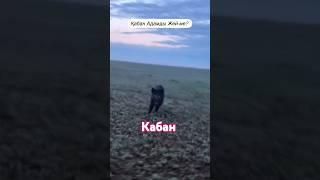 Кабан #подпишись #дуэт #арабскиелошади #reels #automobile #моялошадь #horse #animals #лошадки #camel