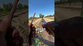 Turning Saplings into Pistachio Producers (@leocaballero221)