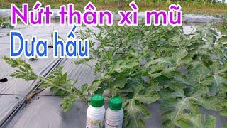 Cách trồng dưa hấu sau tết: P6-Phòng trị nứt thân xì mũ trên dưa hấu