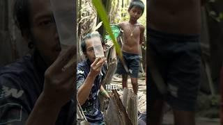 Finding the incredibly RARE Betta mahachaiensis! Is it going EXTINCT? #wildlifebetta #bettafish