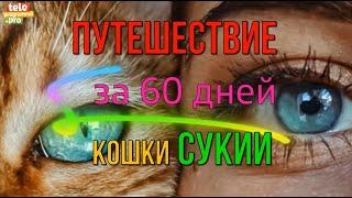 Путешествие кошки Сукии