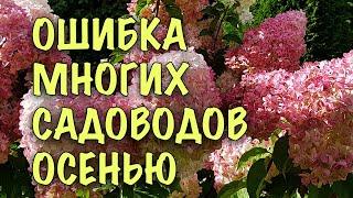 ПЕРЕСТАНЬТЕ ОБРЕЗАТЬ СОЦВЕТИЯ У ГОРТЕНЗИИ! СЕКРЕТЫ правильного УХОДА и ОБРЕЗКИ осенью