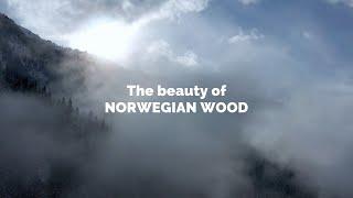 The Beauty of Norwegian Wood by Haruki Murakami