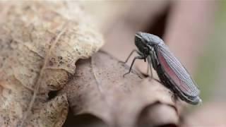 Leafhoppers — a short documentary