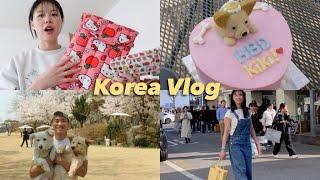 Life in Korea Vlog | a year since we found Kiki, snoring solution, spring days arrived!