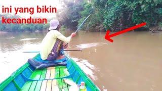 lama gak mancing petik ...pancingku di hajar bertubi-tubi..