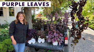 Beautiful Purple Plant Options for Your Garden!  // Garden Answer