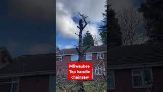 Milwaukee top handle chainsaw in use here cutting down a cherry tree #treework #arb #treefelling