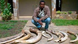 Panorama - Ivory Wars: Out of Africa  (12 Apr 2012) [BBC]