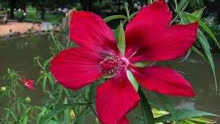 Plant Profile: Texas Star Hibiscus - Hibiscus coccineus