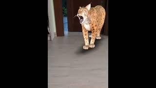 Amazing #lynx 3D #video #entertaining