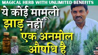 ये कोई मामूली झाड़ नही ये एक अनमोल औषधि है || MAGICAL HERB WITH UNLIMITED BENEFITS || Rosemary Plant