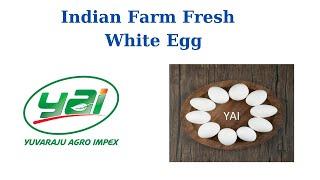 Indian Farm Fresh White Egg Export Consignment Video | Yuvaraju Agro Impex