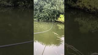 Pinpoint accuracy on the canal with my new Nash bushwhacker baiting pole  