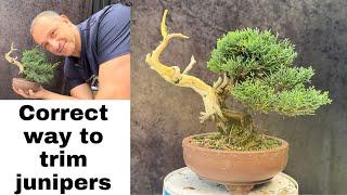 How to trim juniper bonsai the correct way to achieve clean foliage pads