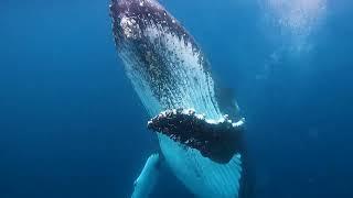 Swimming with Humpback Whales in the Gold Coast!!