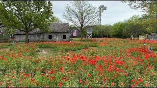 The Texas Bucket List - The Poppy House in Castroville