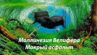 Моллинезия велифера Мокрый асфальт / Poecilia velifera