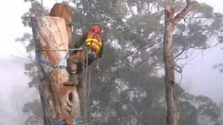 Tahune Big Dead Tree Removal