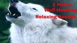 2 Hours Wolf Howling Relaxing Sound Effect- Relaxing Nature Sounds For Studying