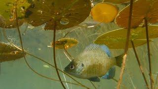 The Hidden World Of The Bluegill