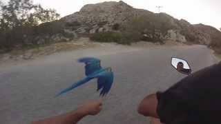 Racing my Macaw Parrot at Kolimbithres-Paros