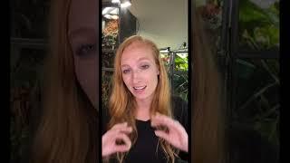 When should you start cutting back on your chameleon's food?
