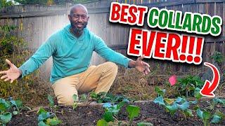 Planting Collard Greens in Fall | Georgia Collard Greens #collardgreens #backyardgardening