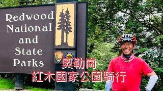 奧勒崗西海岸：紅木國家公園與Avenue of the Giants