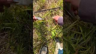 Классная рыбалка на экраны. Плотва и окунь.