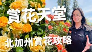 北加州賞花攻略! 這幾個灣區著名賞花景點你去過了嗎? ft.香味魚肉紙