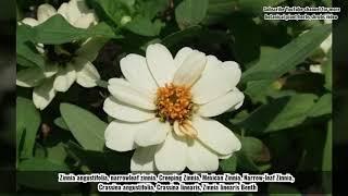 Zinnia angustifolia, narrowleaf zinnia, Creeping Zinnia, Mexican Zinnia, Narrow leaf Zinnia