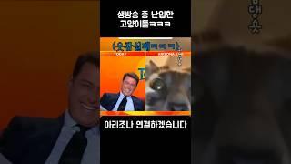 생방송 중 난입한 고양이들ㅋㅋㅋ