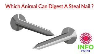 Which Animal Can Digest A Steal Nail ?|Info point