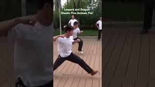 Five Animals Fist Shaolin