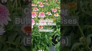 Coneflower (Echinacea 'Butterfly Kisses') / Compact, Easy 2 Grow, Very Colorful, Butterfly Magnet